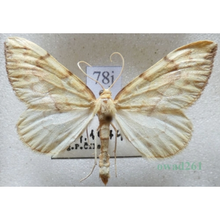 Eulithis mellinata (Fabricius, 1787) male Nacinek żółcieniak Czech78j